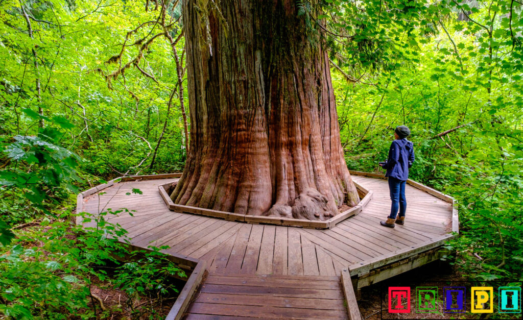 Ancient Giants in Mount Rainier National Park